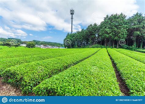 Fresh Green Tea Farm in Spring , Row of Tea Plantations Japanese Green Tea Plantation with Blue ...