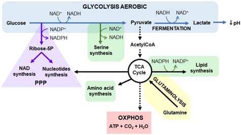 Cells | Free Full-Text | Nicotinamide Adenine Dinucleotide (NAD) Metabolism as a Relevant Target ...