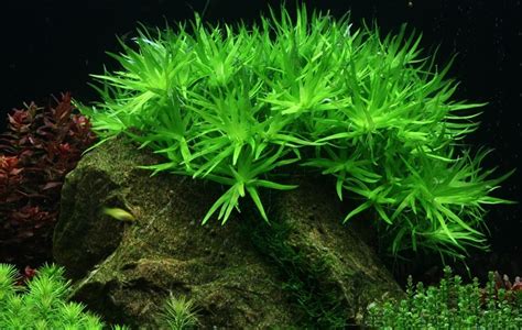 Plantas Acuáticas Para Acuario Heteranthera Zosterifolia - S/ 3,00 en ...