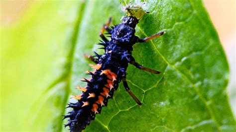 Ladybug Larvae Eating Live Aphid - YouTube