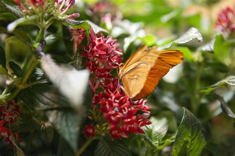 The Butterfly Pavilion at the Natural History Museum is so dreamy | DC Refined