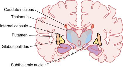 Globus pallidus