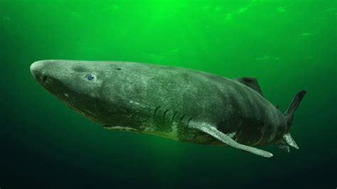 Scientists discover ancient Greenland shark in a really strange place | Mashable