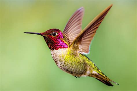 Anna's Hummingbird - The Year-Round Western Hummingbird | Hummingbird pictures, Hummingbirds ...