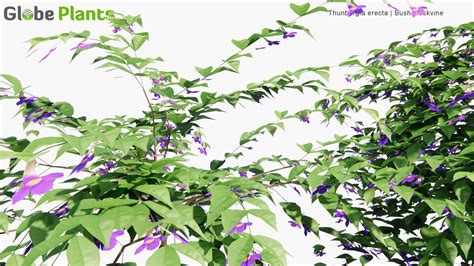 Low Poly | Thunbergia Erecta (King's-Mantle) 3D Model - GlobePlants