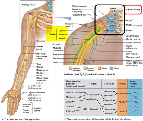 Brachial Plexus Injury - At Birth, Causes, Symptoms & Treatment