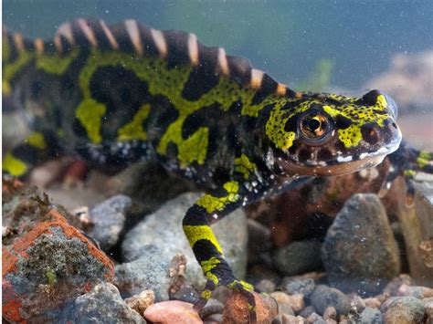 Marbled newt: habitat and characteristics