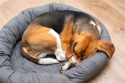 Your Dog's Sleeping Positions and What They Mean