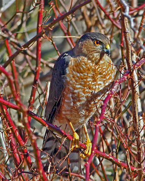 Sharp-Shinned Hawk Multiflora - Free photo on Pixabay - Pixabay