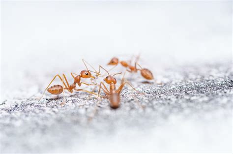 Fire Ant Control | Bug Exterminator | Bee Exterminator - Gainesville Pest Control