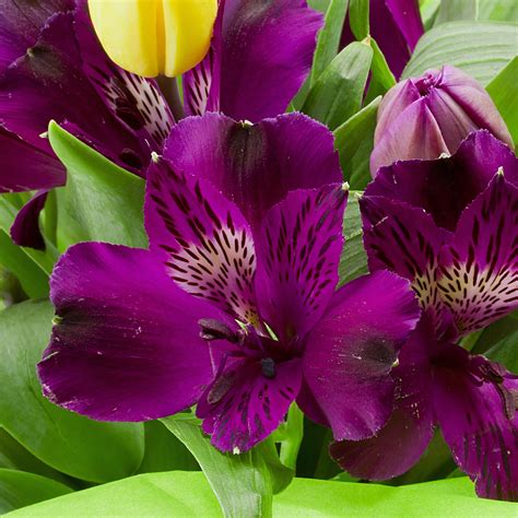 Alstroemeria Inca Noble | Micro Princess Lily | Purple Dwarf Alstroemeria | Potted Peruvian Lily ...