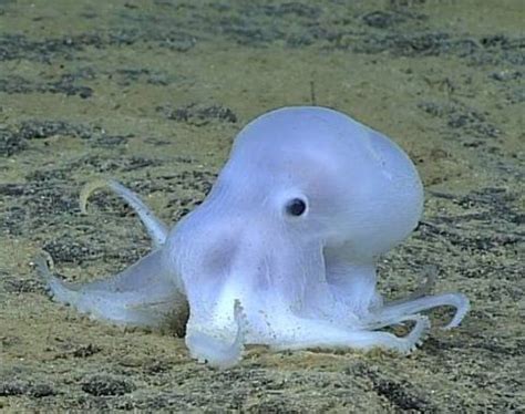 Octopus dubbed Casper the friendly ghost could be new species | Deep sea creatures, Beautiful ...