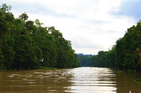 The Kinabatangan River: A Cruise To The Heart Of Darkness - Travel Tramp