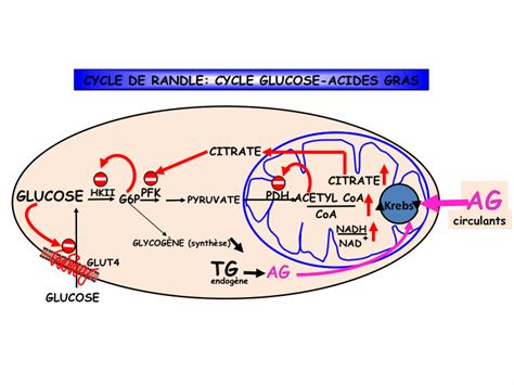 Randle’s cycle in patients with NIDDM. – Medicina Orto-Regenerativa