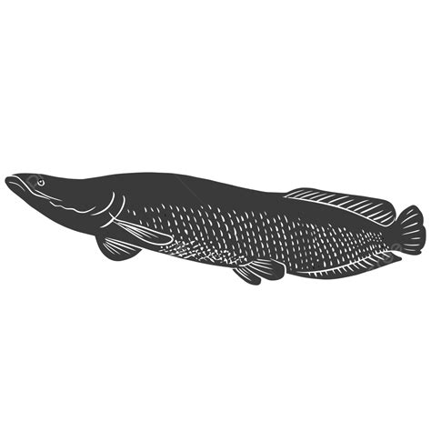 Ikan Arapaima Vector PNG, Vector, PSD, and Clipart With Transparent ...