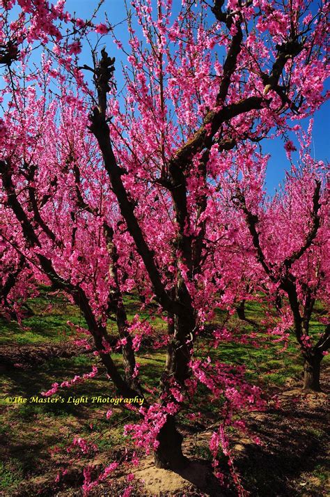 The Master's Light Photography: The Fresno Blossom Trail 2012