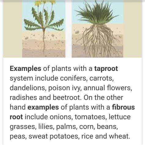 Fibrous Root System Vs Taproot System