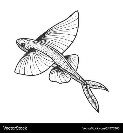 Flying fish sketch engraving Royalty Free Vector Image