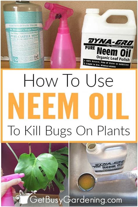 How To Use Neem Oil On Indoor Plants - Plant Ideas