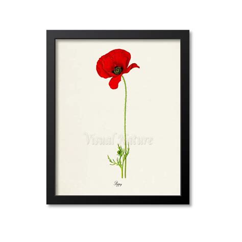 Poppy Flower Art Print Botanical Art Print Flower Wall Art - Etsy