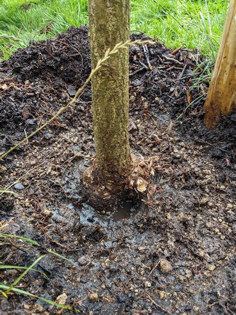 Root flare exposed enough or should I replant? : r/arborists