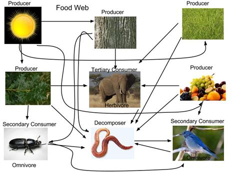 Food Web - Ecology of the African bush elephant