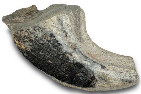 7" Spinosaurid Dinosaur (Suchomimus) Hand Claw - Niger (#245026) For Sale - FossilEra.com