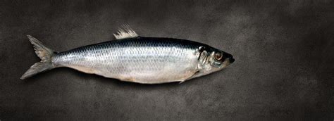 Atlantic herring - Alchetron, The Free Social Encyclopedia