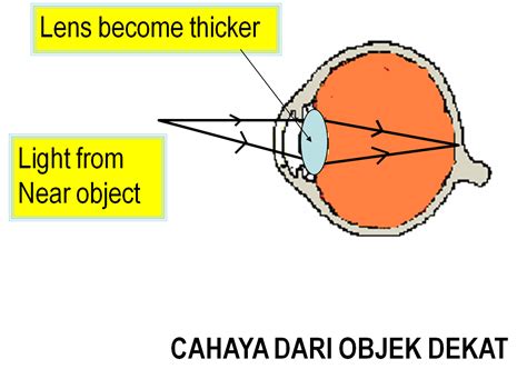 1.3 SENSE OF SIGHT | MScienceBuzz