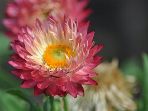 Xerochrysum bracteatum ‘Pink Sunrise’ – Everlasting Daisy | Gardening With Angus