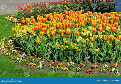 Daffodils, Tulips, Pansy in Different Colors. Colorful Spring Flower Bed. Stock Photo - Image of ...