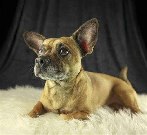 French Boodle Dog Breed Health, Temperament, Training, Feeding and Puppies - PetGuide | PetGuide