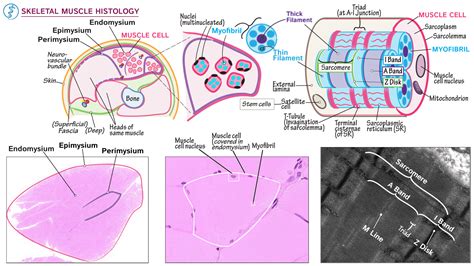 Gross Anatomy: Skeletal Muscle Histology | ditki medical & biological ...