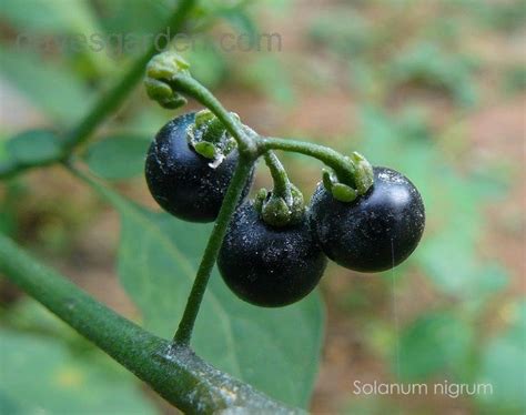 PlantFiles Pictures: American Black Nightshade, Common Nightshade ...