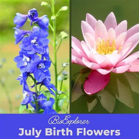 July Birth Flowers | Larkspur and Water Lily | Symbolism and Meaning