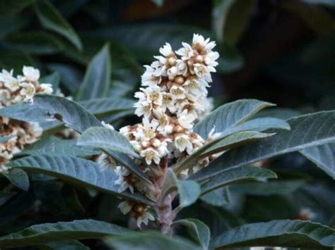 Medlar: description, varieties, varieties, when and how it blooms ...