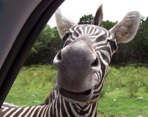 Crazy Animal Pictures: funny animal faces