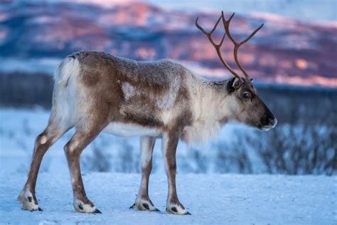 Caribou VS Reindeer: What's the Difference? - Facts.net