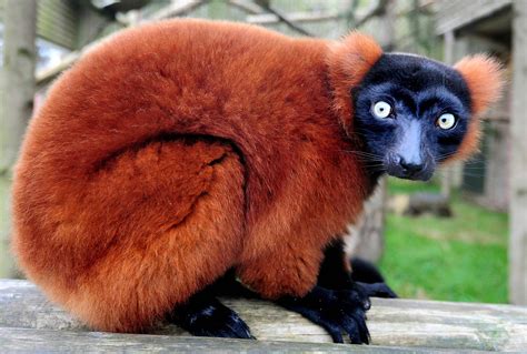 Red Ruffed Lemur : r/pics