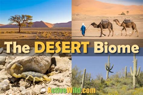 The Desert Biome: Facts, Characteristics, Types Of Desert, Life In Deserts