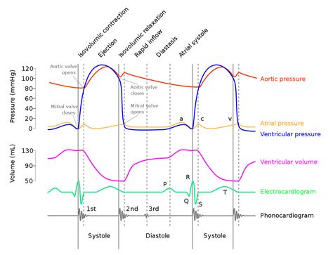 Image result for left ventricular pressure time waveform slope contractility speed | Cardiac ...