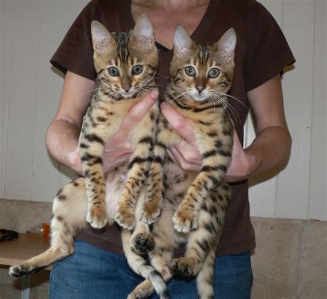 bengal cat price - Google | Bengal cat price, Bengal cat, Cats