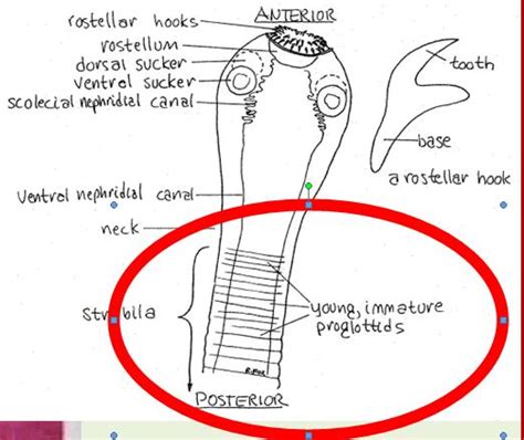 Platyhelminthes: Class Cestoda