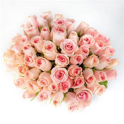 Pink Beach - The Gorgeous Flower Company