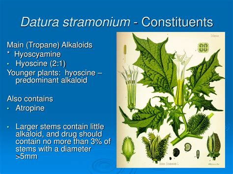 PPT - ALKALOIDS PowerPoint Presentation - ID:149540