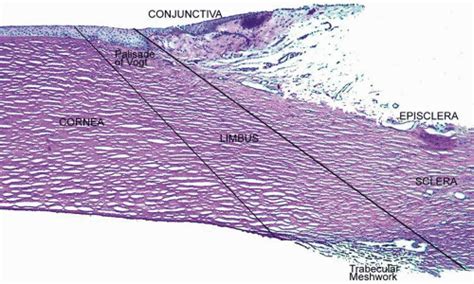 Cornea and Sclera | Ento Key