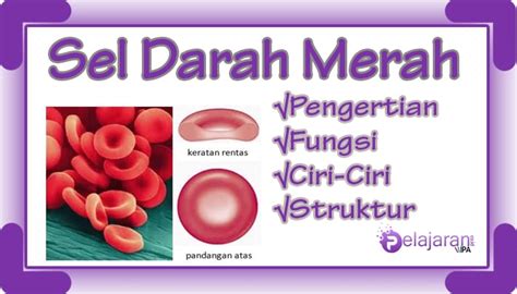 Sel Darah Merah (Eritrosit) - Pengertian, Fungsi, Ciri-Ciri dan Struktur Sel Darah Merah dengan ...