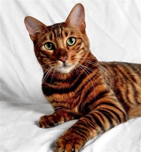 18 Female Tiger Cat Names - The Paws