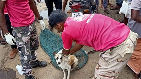 Rescue team travel hundreds of kilometres to rescue dog trapped between concrete spans for 60 ...