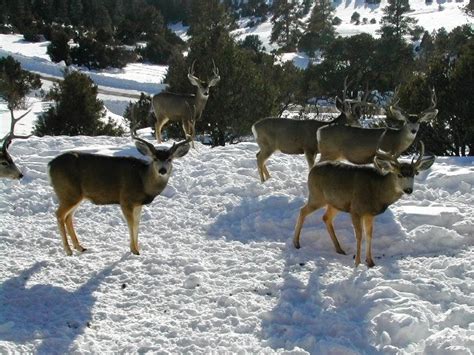 Colorado Mountain Land: Colorado Mountain Wildlife